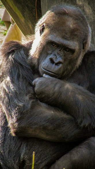 Grown silverback Gorilla staring at you